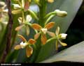 Epidendrum variegatum