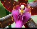 Miltonia clowesii