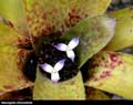 Neoregelia chlorosticta