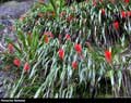 Pitcairnia flammea