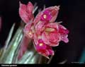 Tillandsia gardneri