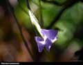 Tillandsia mallemontii