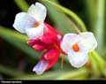 Tillandsia tenuiflolia